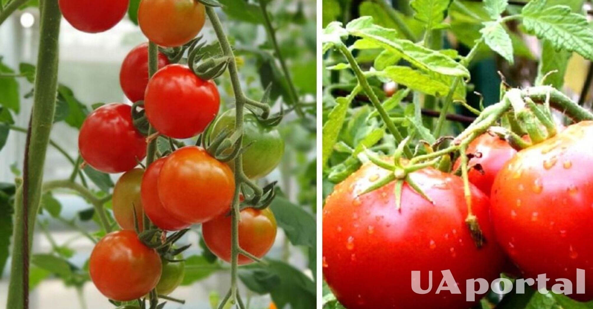 Що додати в лунку при посадці помідорів, щоб значно збільшити врожай та захистити від хвороб