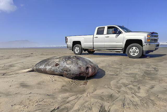 Рідкісну двометрову рибу викинуло на берег на узбережжі Орегона