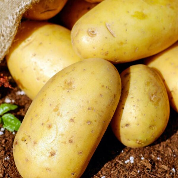 Що таке сівозміна – які рослини не можна саджати після картоплі