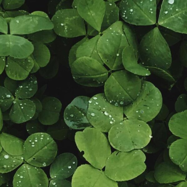 Особливості використання конюшини як сидерата – плюси та мінуси конюшини як сидерата