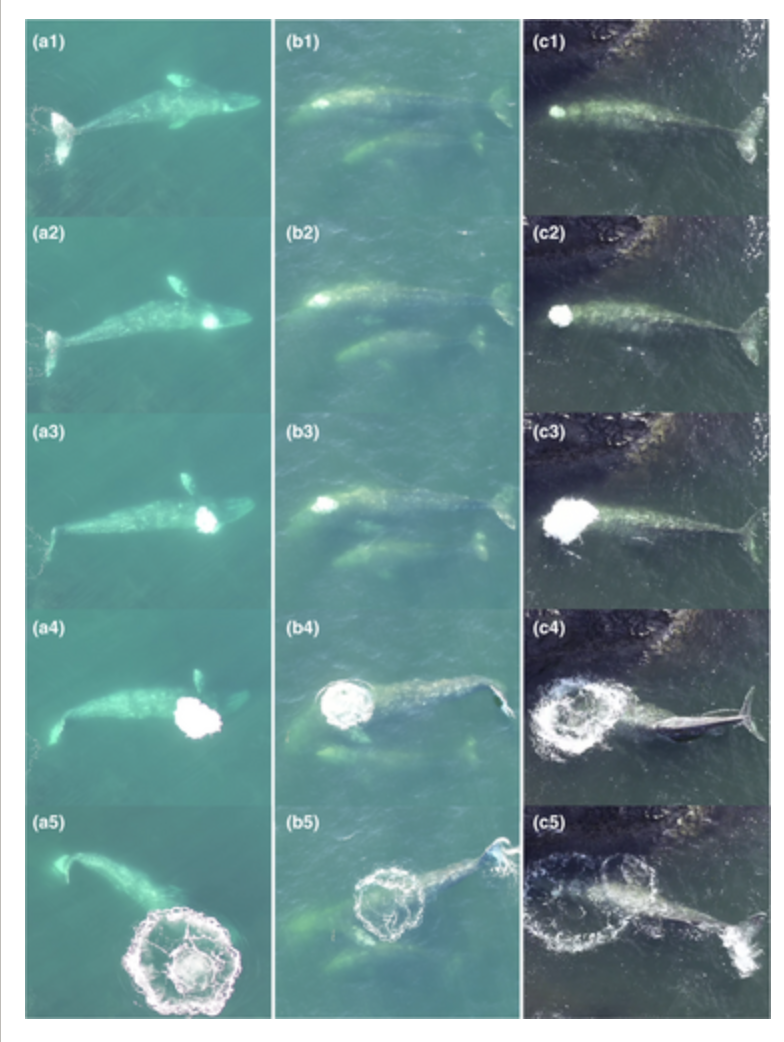 Послідовні фотографії, витягнуті з відеозапису з дрона, на яких зображені вибухи бульбашок, зроблені сірими китами під час "стійки на голові" (а), нерухомого плавання на боці (б), годування під водою (в). На зображеннях 1-5 у кожній панелі показано вибух бульбашки від початку видиху (1) до продовження годування кита після того, як бульбашка розсіялася на поверхні (5)