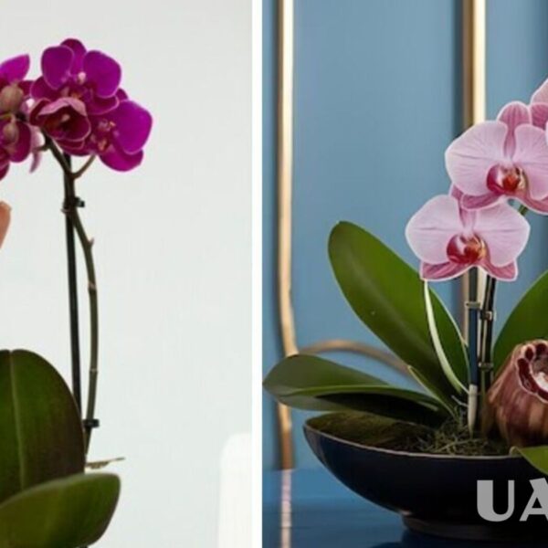 Що робити щоб квітли орхідеї – садівники сказали, як змусити орхідею знову цвісти завдяки бананам, яйцям та рису
