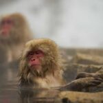 Повчальна притча для тих, хто занадто піклується про інших і…