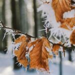 Сьогодні в Україні очікуються перші заморозки