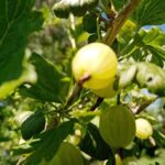 Цю ягоду ви дарма ігноруєте: вона прибирає зморшки краще за…