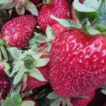 Чому полуниця з молоком — небезпечний дует: біохімік пояснив, яка…