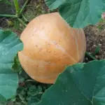 Що робить з мозком жменю гарбузового насіння: нейробіологи виявили ефект…