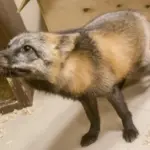 Що робити, якщо лисиця забігла на ділянку: білорусів попередили до…