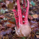 Сад: виявили яйце з відростками – що робити?