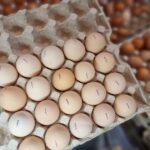 Скільки яєць на день можна їсти без шкоди для печінки:…