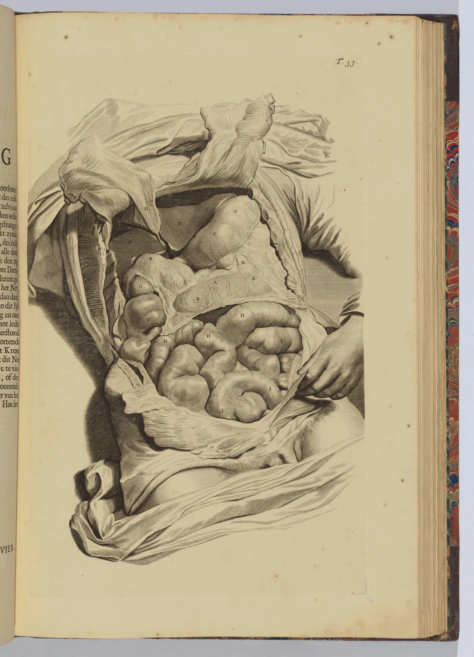 Ілюстрація анатомічного тіла з книги Говарда Бідлоо, 1728 рік. Подарунок музею від Лінкольна Кірстіна, 1952. Фото: Марк Моросс © The Metropolitan Museum of Art 7