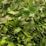 Чому петрушка потужніша за вітамінні комплекси: який мікроелемент у її…