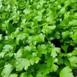 Який популярний овоч вимиває кальцій із кісток: якщо вам за…