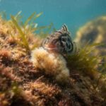 Знайшовся рятівник для Чорного моря проти рапанів?