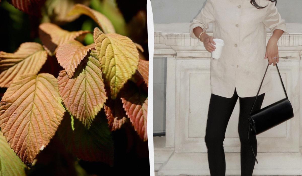 Колаж УНІАН / фото Pixabay, instagram/dawn.tan Колаж УНІАН / фото Pixabay, instagram/dawn.tan