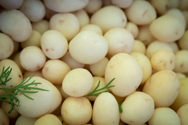 “Картопляний потоп”: у Берліні влаштували масову роздачу безплатної картоплі через рекордний врожай