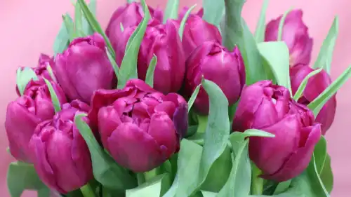 Квіти до свята 8 Березня: мистецтво вибору букета для урочистості