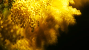 10 невідомих вам раніше парфумів з акордом мімози