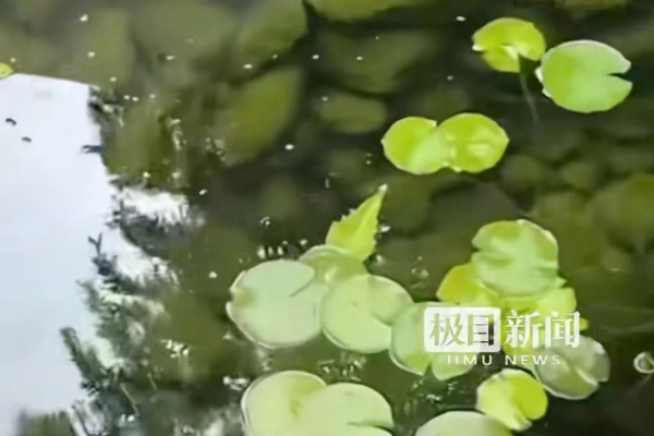 Кафе в Китаї встановило правила: жодного сміття, шкарпеток та крадіжок черепах! 5