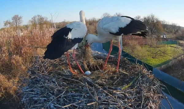 Лелеки Грицик та Одарка: перше яйце вже у гнізді!