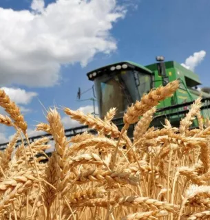 Експорт зерна з України на початку серпня скоротився на 76%7