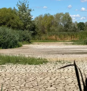В Ужгороді висохло Чорне озеро: унікальна екосистема опинилася під загрозою знищення8