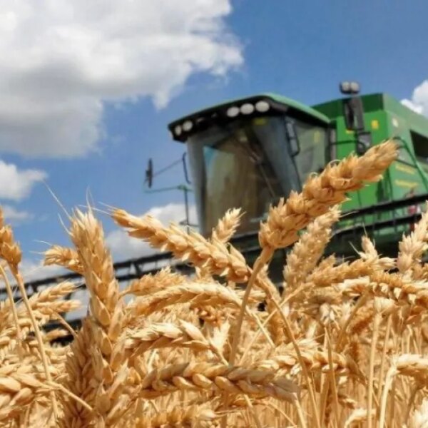 На початку серпня український експорт зерна зменшився на 76%