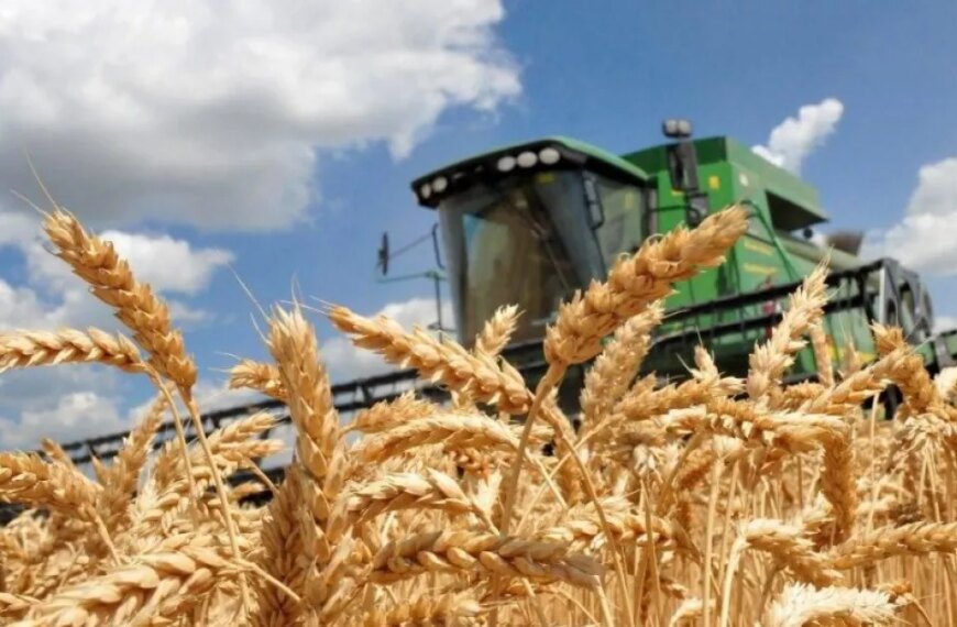 На початку серпня український експорт зерна зменшився на 76%