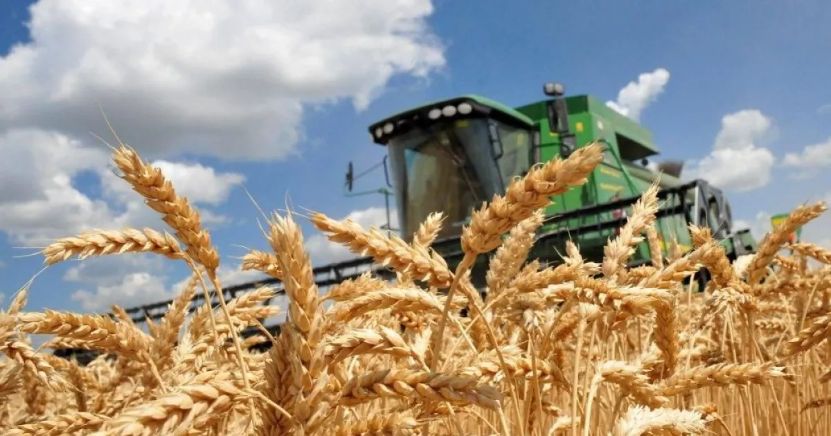 На початку серпня український експорт зерна зменшився на 76%