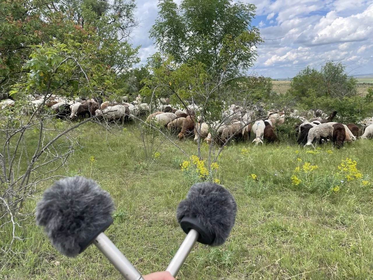 20 хвилин у справжньому степу: у Києві триває незвичайна інклюзивна виставка4