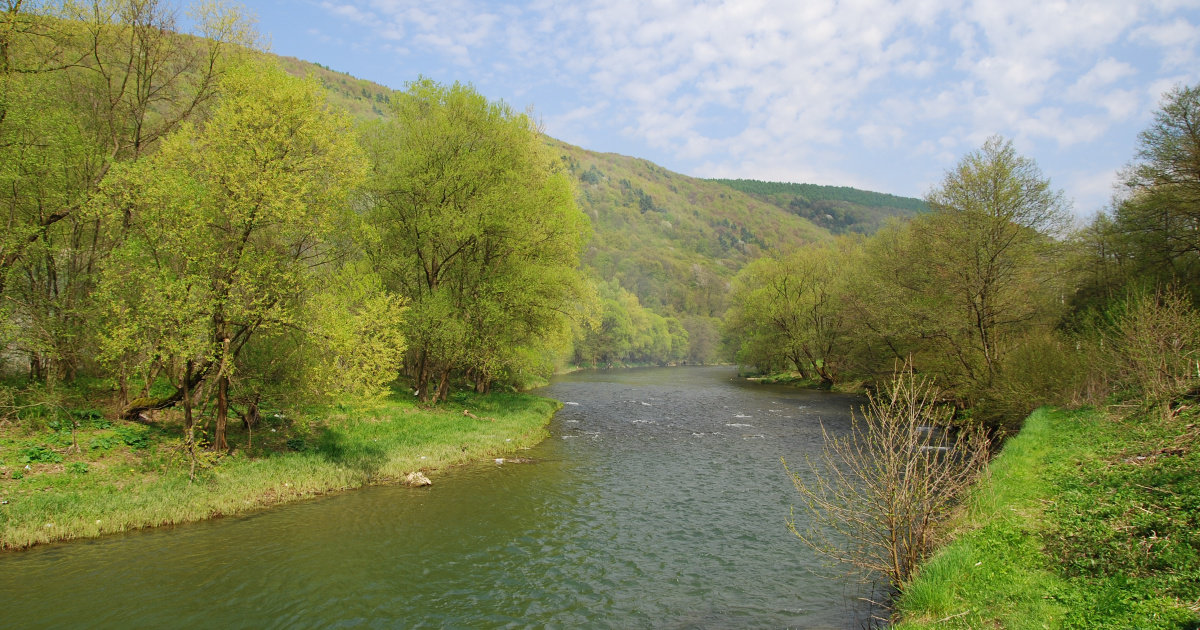 Посуха на Закарпатті: у Мукачеві річка Латориця критично обміліла0