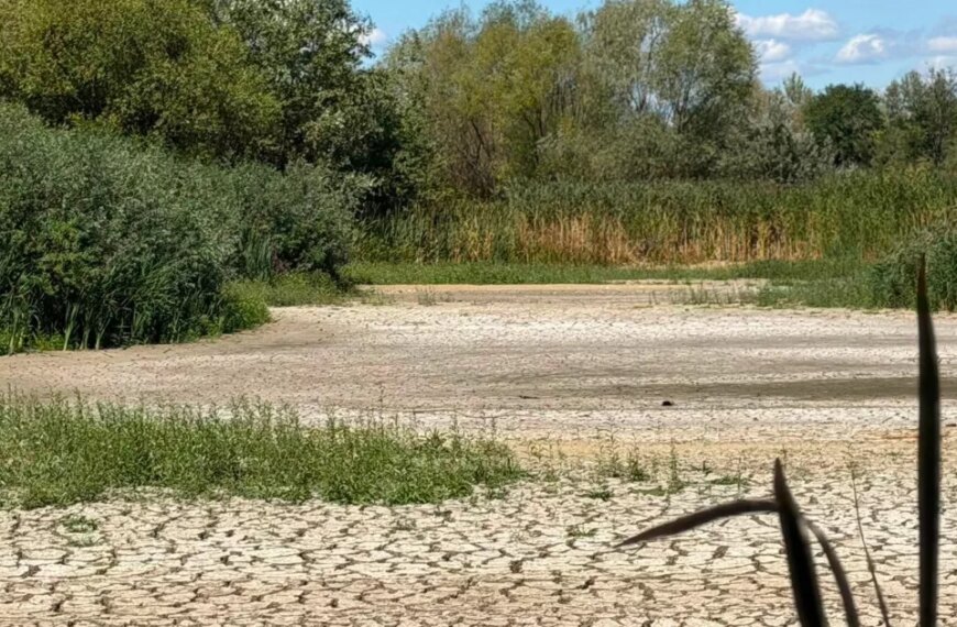 В Ужгороді висохло Чорне озеро: унікальна екосистема опинилася під загрозою знищення