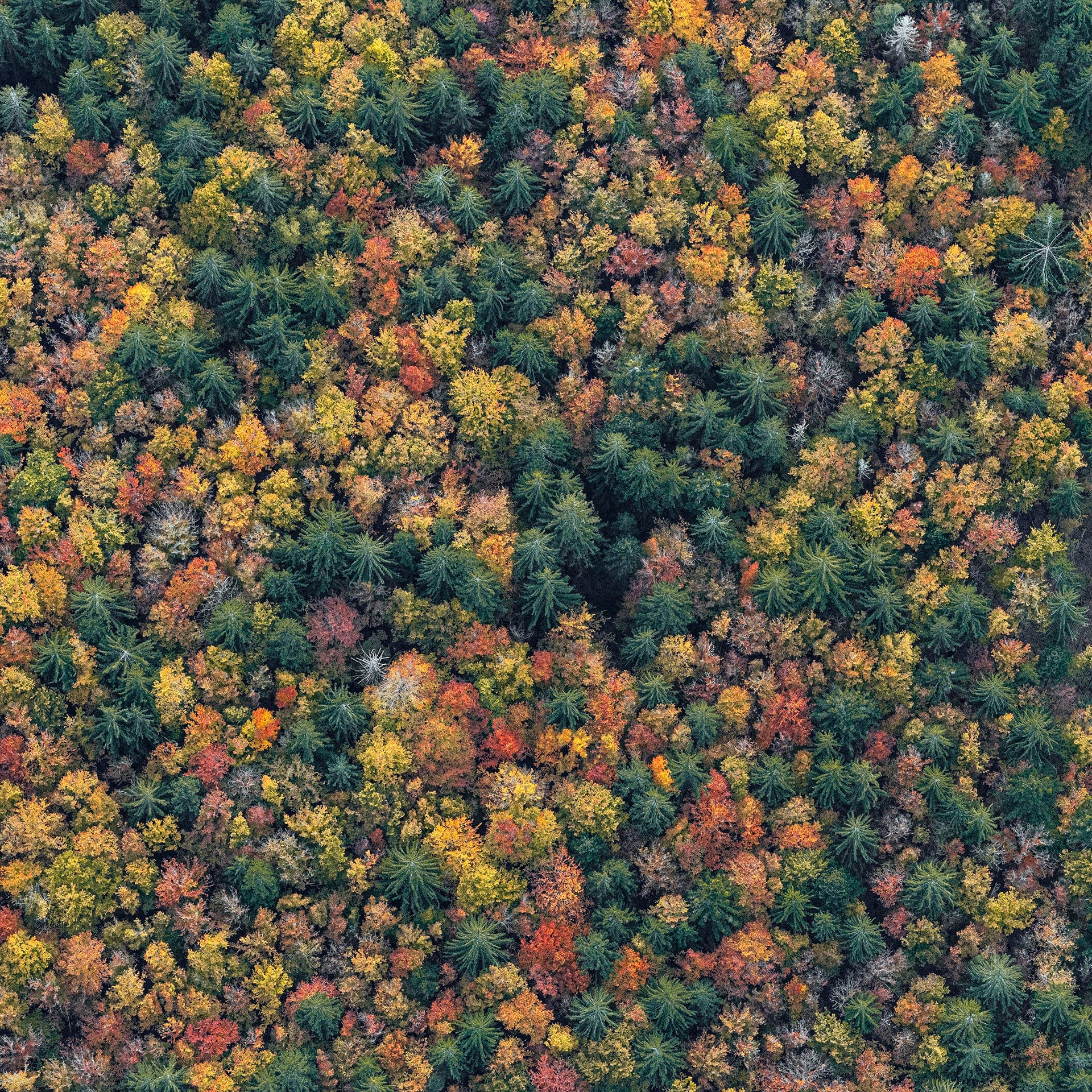 Dense Autumn Trees Blanket a Mountainous Bavarian Forest in Bernhard Lang's Aerial Photos6