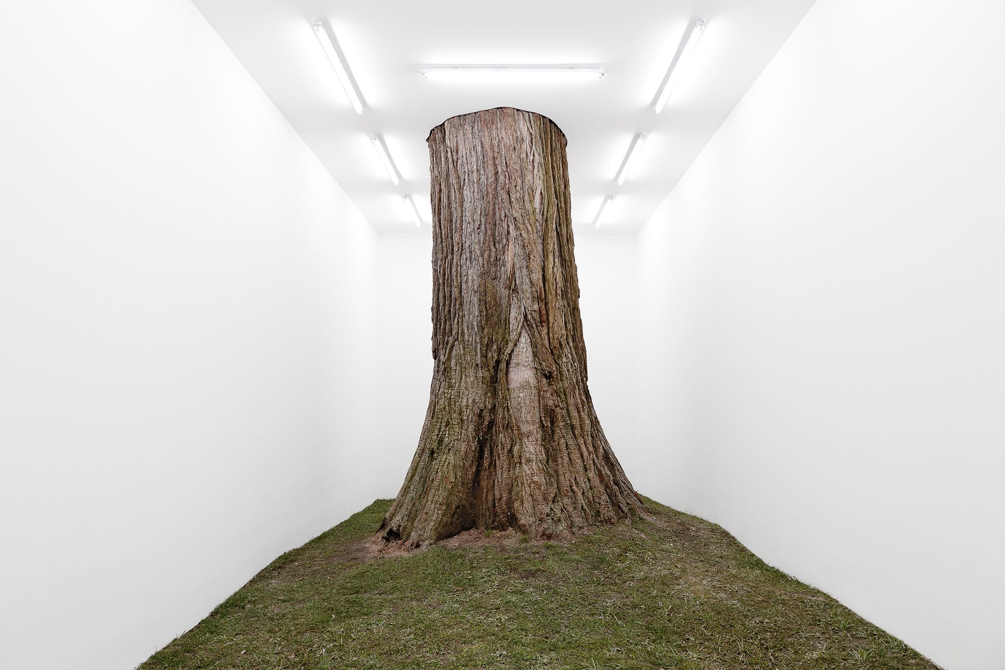 In 'Fictional Nature,' Fabian Knecht Encloses Live Trees and Craggy Stones in a White Cube Gallery4