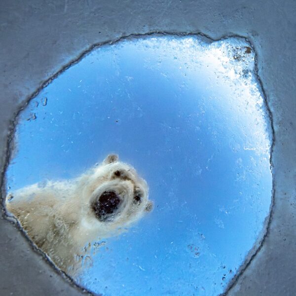 Wildlife Photographer of the Year: 100 найкращих робіт із понад 65 тисяч претендентів
