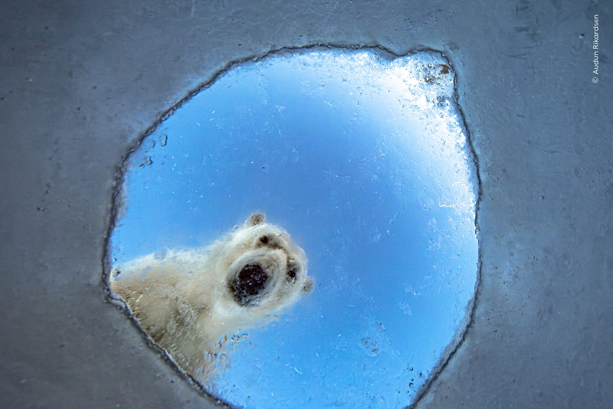 Wildlife Photographer of the Year Whittles More than 65,000 Entries to the Top 1000