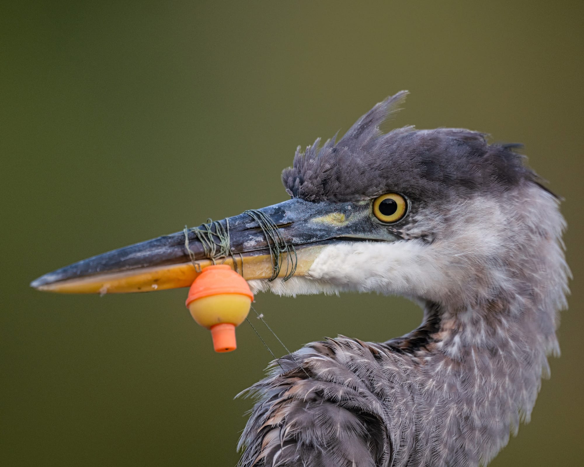 Diverse and Dramatic Behaviors Top the 2026 Bird Photographer of the Year Contest8