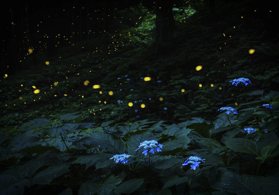 Kazuaki Koseki's Dreamy Photos Capture Japan's Forests Shimmering with Fireflies5
