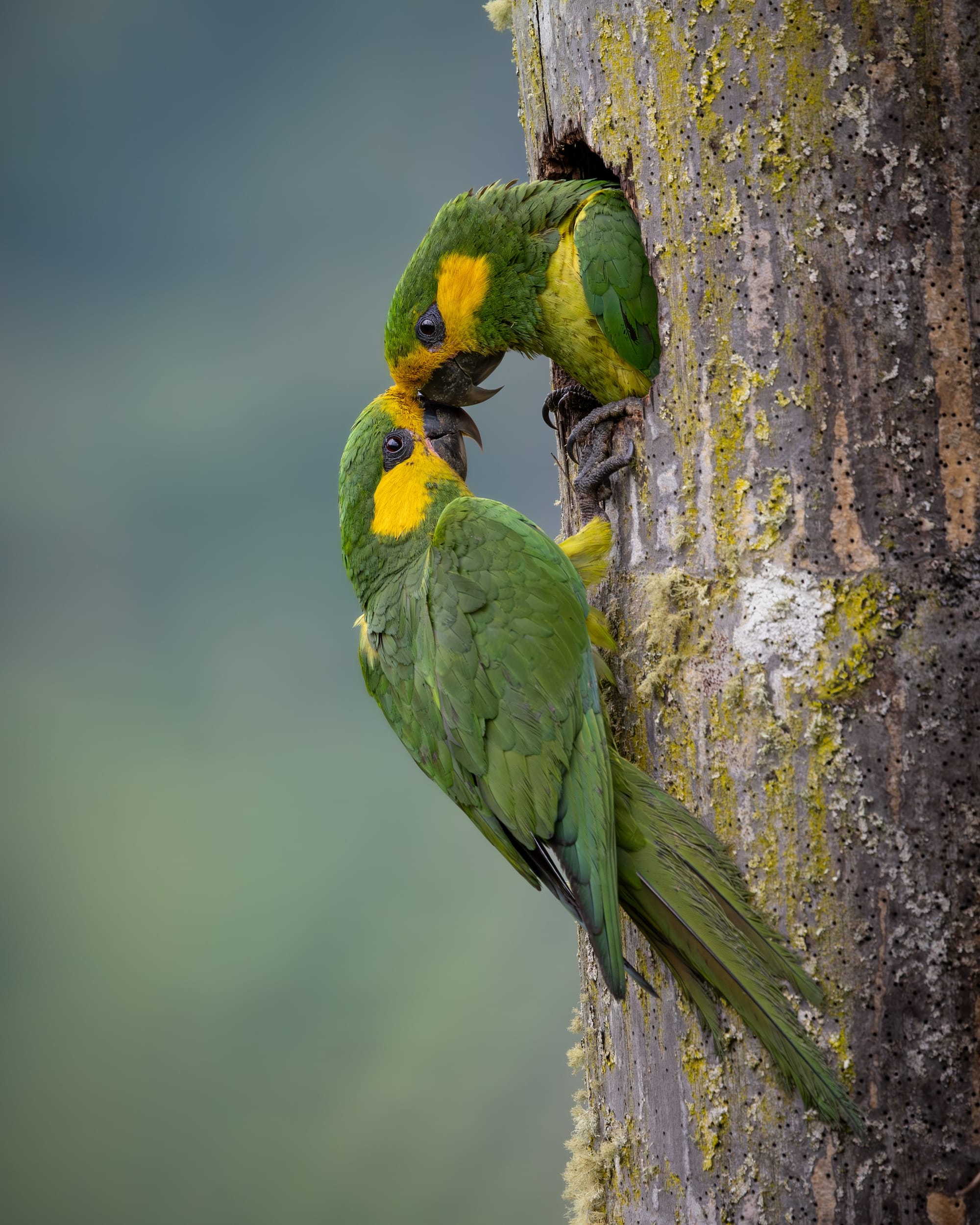 Avian Beauties and Rarities Top the 2026 Audubon Photography Awards7