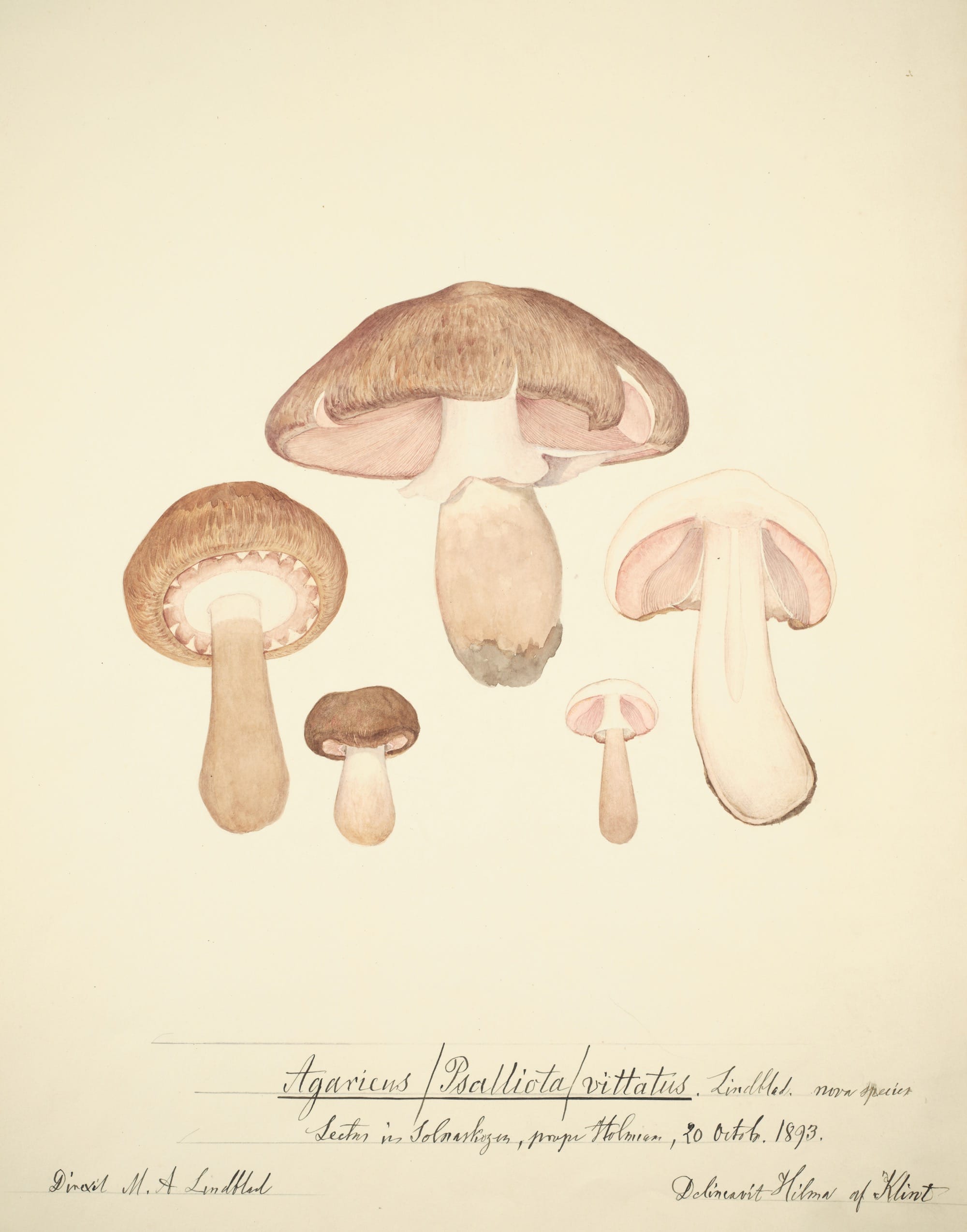Spanning 200+ Works, a New Book Celebrates the World of Fungi5