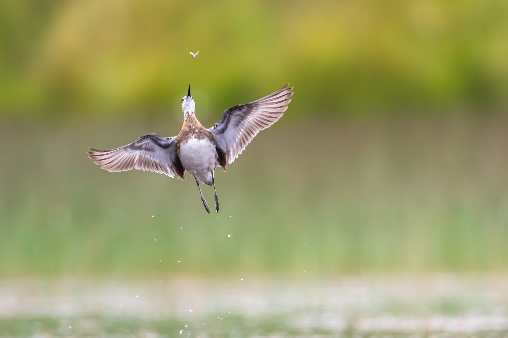 Diverse and Dramatic Behaviors Top the 2026 Bird Photographer of the Year Contest7