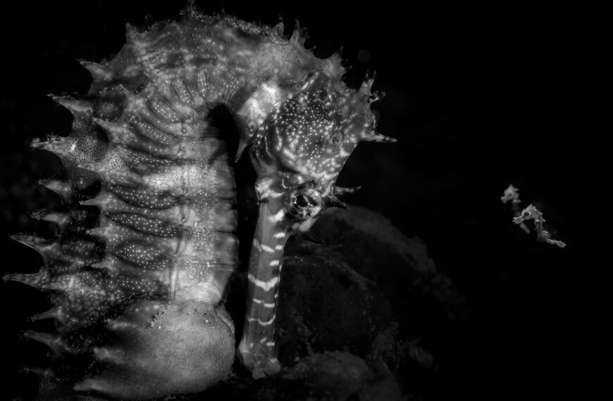 Крихітні морські коники стали переможцями конкурсу Ocean Photographer of the…
