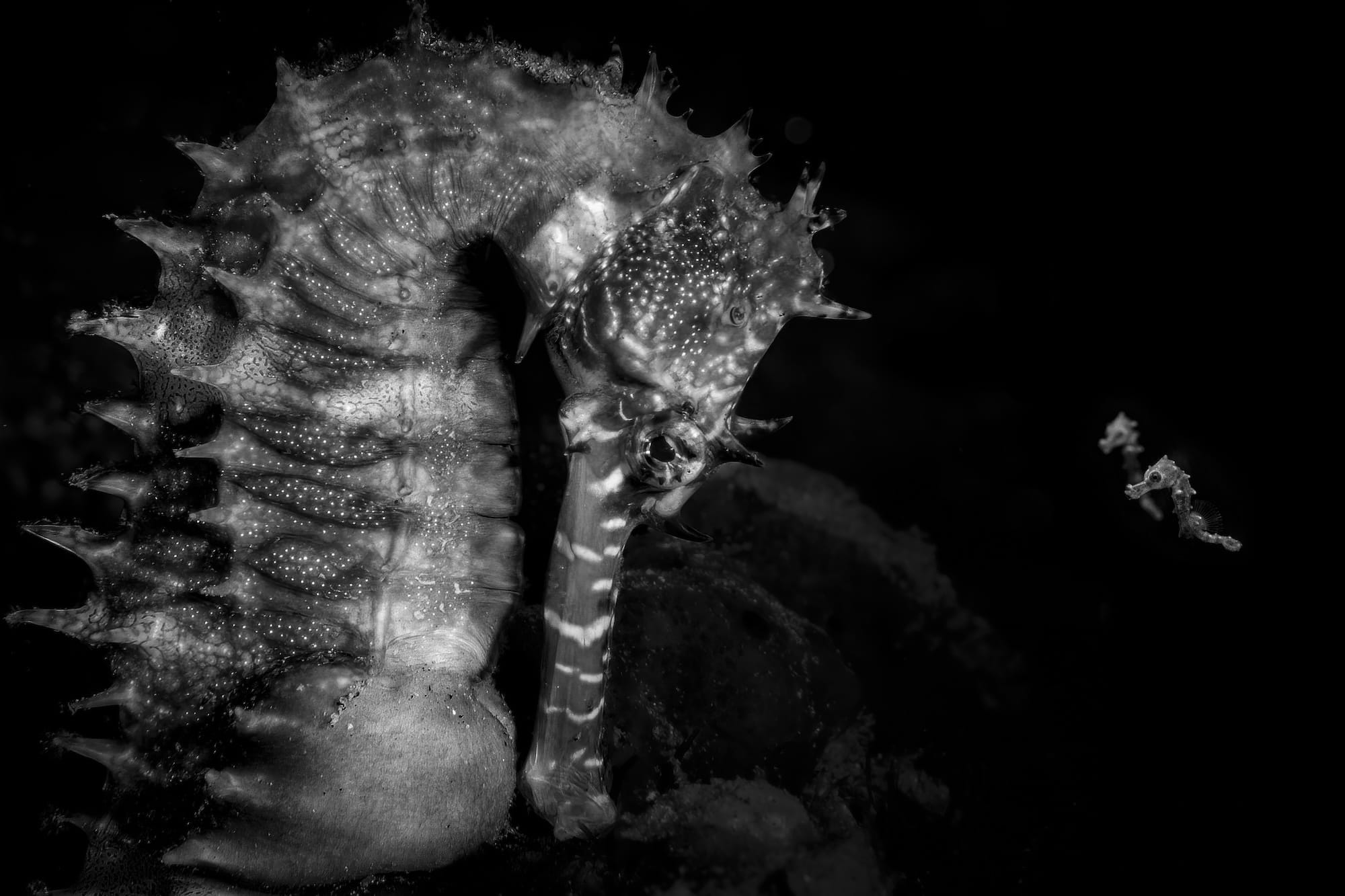 Diminutive Seahorses Top the 2026 Ocean Photographer of the Year Contest0