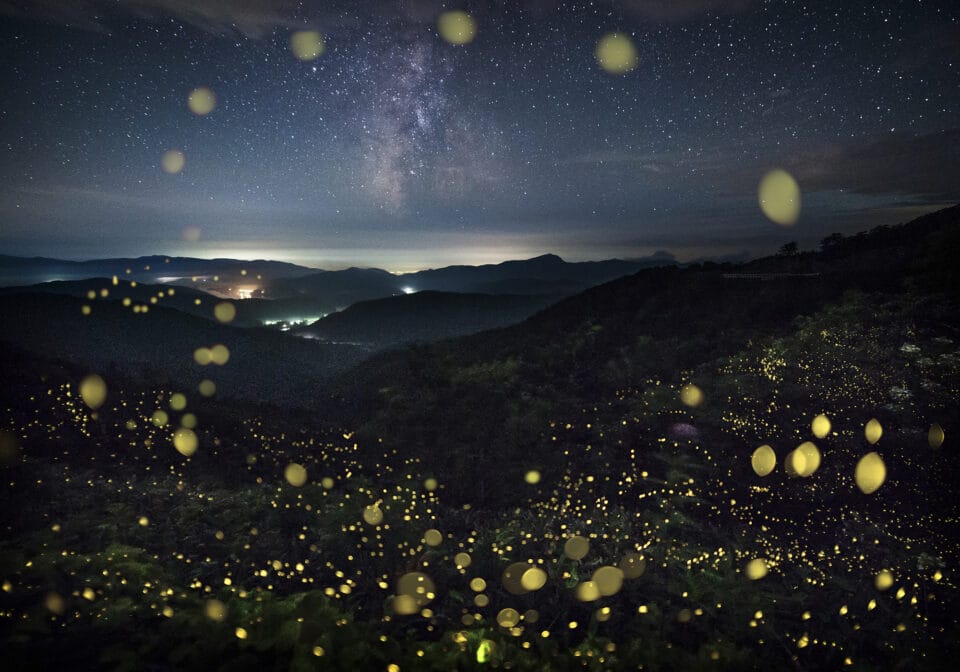 Kazuaki Koseki's Dreamy Photos Capture Japan's Forests Shimmering with Fireflies2