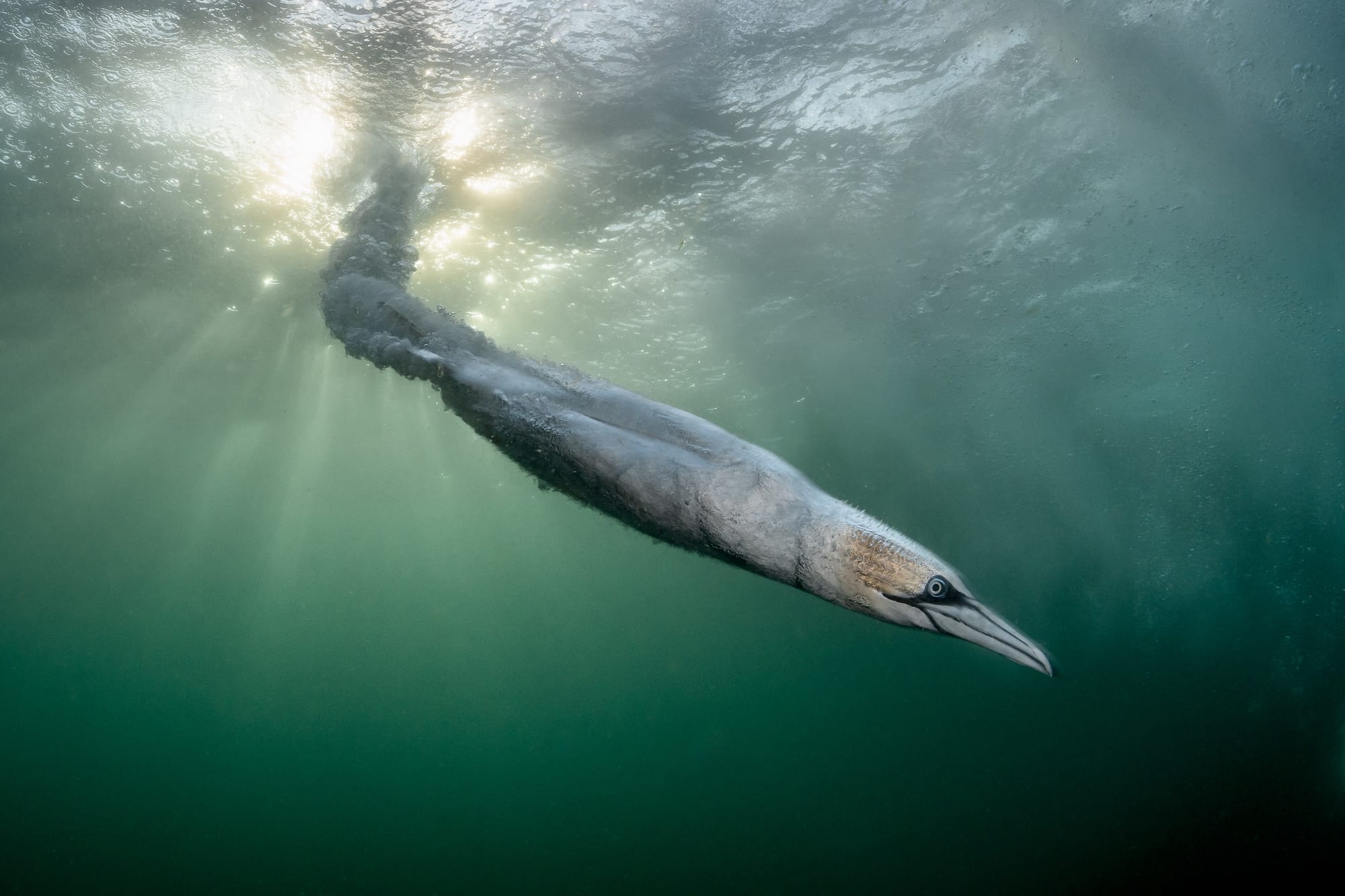 Diverse and Dramatic Behaviors Top the 2026 Bird Photographer of the Year Contest1