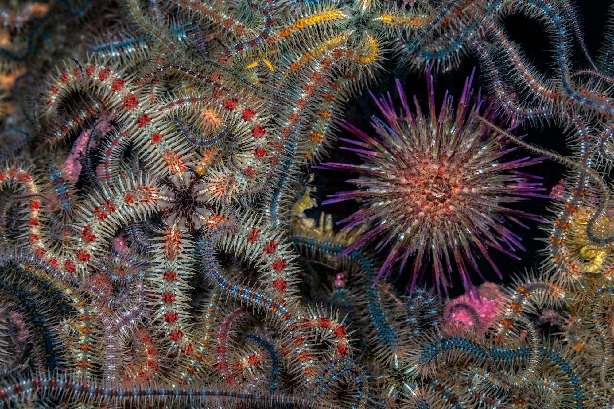 Diminutive Seahorses Top the 2026 Ocean Photographer of the Year Contest2