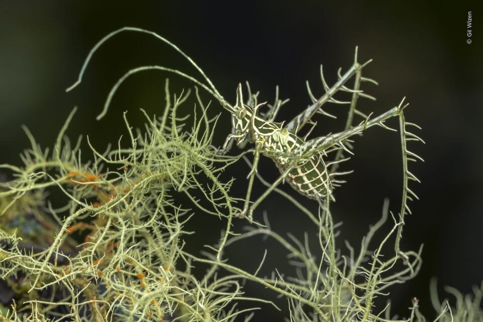 Wildlife Photographer of the Year Whittles More than 65,000 Entries to the Top 1008