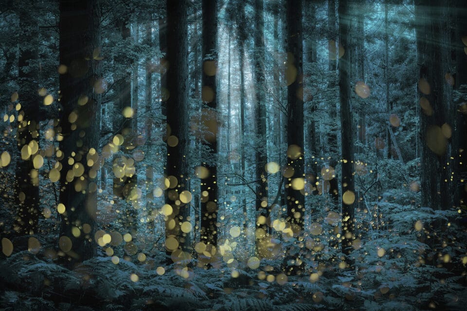 Kazuaki Koseki's Dreamy Photos Capture Japan's Forests Shimmering with Fireflies1