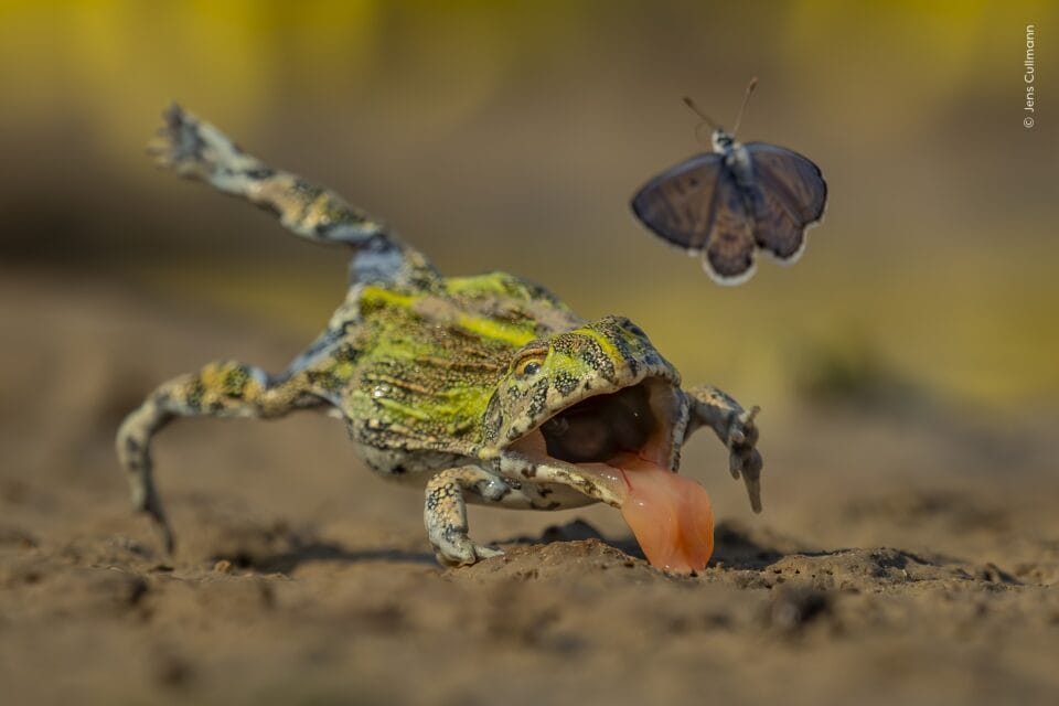 Wildlife Photographer of the Year Whittles More than 65,000 Entries to the Top 1002