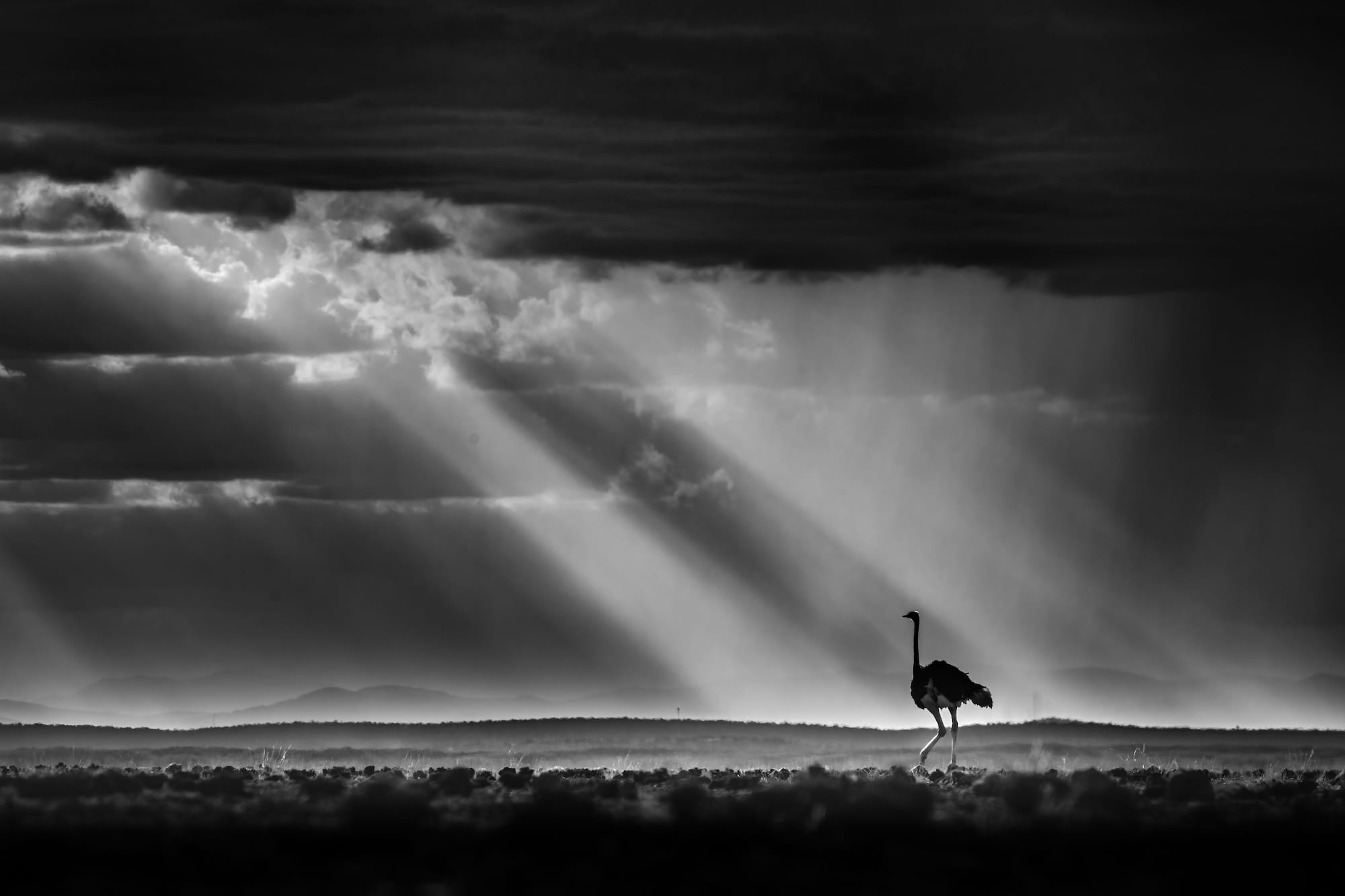 Diverse and Dramatic Behaviors Top the 2026 Bird Photographer of the Year Contest6